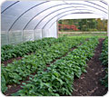 Greenhouses, Cold Frames & High Tunnels - FarmTek