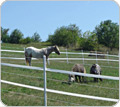 Livestock Fencing & Netting - FarmTek