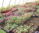 Cold Frames - FarmTek
