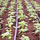 Drip Irrigation - FarmTek