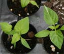 Seed Starting - FarmTek