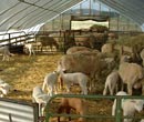 Livestock Equipment - FarmTek
