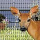 Deer Fencing & Accessories - FarmTek