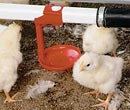 Chick Starting & Poultry Supplies - FarmTek