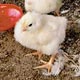 Poultry Housing & Equipment - FarmTek