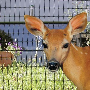 Fencing &amp;amp; Containment - Bird Fencing - Deer Fence Poly Netting