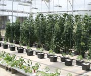 Demonstration Greenhouses - FarmTek
