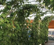 Demonstration Greenhouses - FarmTek