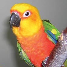 Parrot Greenhouse Sanctuary - FarmTek