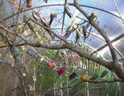 Aviary Greenhouse - FarmTek