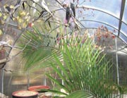 Aviary Greenhouse - FarmTek
