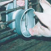 Hog Management - Hog Watering Systems