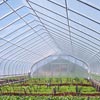 Seasonal Items - Greenhouse Films - Klerk's K50 6 MIL 4 Year Greenhouse Film