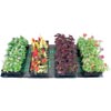 Seasonal Items - Seed Germination