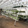 Greenhouses &amp;amp;amp; Accessories - Greenhouse Accessories - Transport &amp; Display Racks - EZ-Grow  Plant Display & Transport Rack