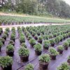 Heavy-Duty Ground Cover - 12' x 100'