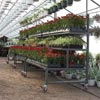 Greenhouses &amp;amp;amp; Accessories - Greenhouse Accessories - Transport &amp; Display Racks - EZ-Grow 3-Level Plant & Display Bench