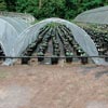 High Tunnels &amp; Cold Frames - Galvanized Premium Row Cover Hoop