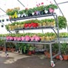Greenhouses &amp;amp;amp; Accessories - Greenhouse Accessories - Transport &amp; Display Racks - EZ-Grow Multi-Tiered Display Units