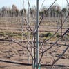 Lawn &amp;amp; Garden - Seed Germination &amp; Planting - Fiberglass Tree Stakes