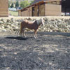Tension Fabric Buildings - ClearSpan Building Accessories - Building Flooring - Shoc-Bloc Arena Flooring