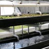 New Products - Ponic 2-Tier Hydroponic System