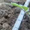  - Greenhouse Irrigation