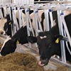 Livestock Equipment - Non-Adjustable Headlock Systems & Accessories