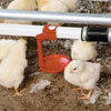 Poultry Equipment - Poultry Nipple Systems &amp; Fountains - 360° HI-V Broiler Kits