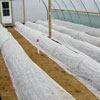 FrostGuard Light Weight Row Cover - 83" x 50'