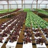 Greenhouse Equipment - Hydroponic Systems