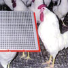 Poultry Equipment - Poultry Fencing & Flooring