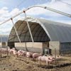 Hog Management - Hog & Piglet Housing