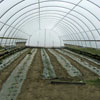 Seasonal Items - Cold Frames & High Tunnels