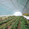 Ag &amp; Growing Supplies - High Tunnels & Cold Frames