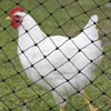 Poultry Equipment - Poultry Fencing & Flooring