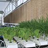 GT50-6144 NFT Hydroponic Lettuce System - Large
