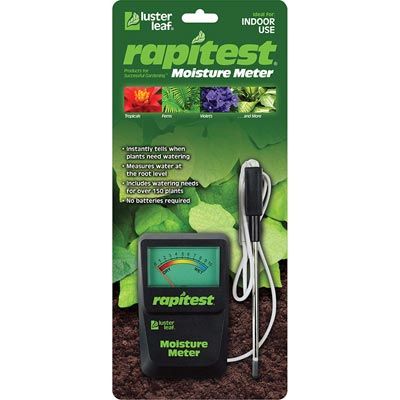 betel leaf plant in germany Sweet Betel Leaf Plant ( Pre-Order for July 2026 ) main image 1