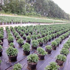 Heavy-Duty Ground Cover - 6' x 300'