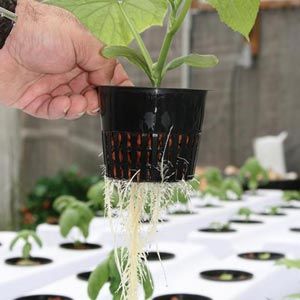 outdoor bonsai tree for sale Bonsai Trees | Lexington, KY