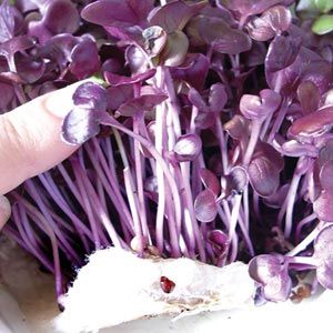 NFT SEA MIGHTY150-240⭐︎ Zodiac Super Sea Wolf Night Diver Skeleton ZO9318 – Topper Fine