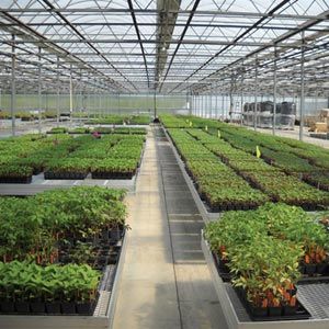 GrowSpan Series 1000 Commercial Greenhouse - 21'W x 96'L w