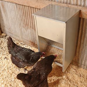 chick feeder Little Giant Feeder Backyard Poultry Supplies