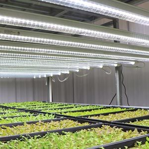 Shop 20W LED Grow Lamp - 4 Pack
