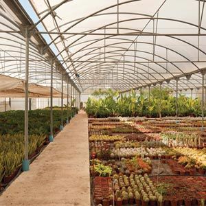 根付　寸法（cm）3.5 X 2.0 X 高4.0 GrowSpan Series 1000 Commercial Greenhouse - 21'W x 96'L w