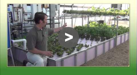 Aquaponic Tips - Float bed = Money - YouTube Video