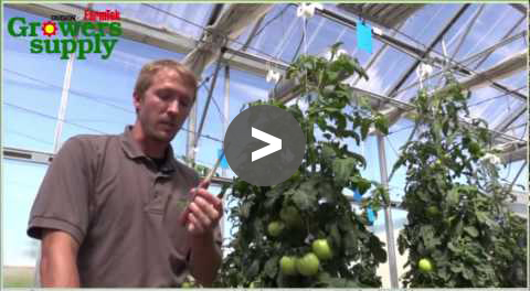 Greenhouse Tips: Pollinate Tomato Plants - YouTube Video