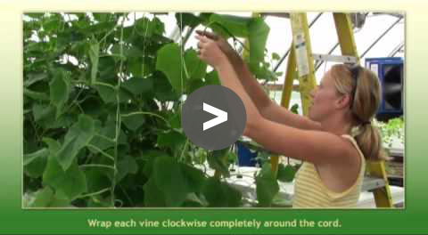 Greenhouse Tips: Roller-Hook Assembly and Clips - YouTube Video