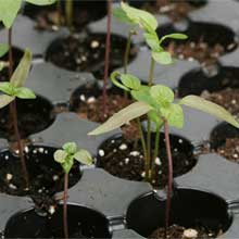 Seed & Plant Starting - FarmTek