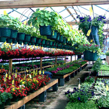 Commercial Greenhouses - FarmTek